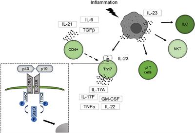 Microglia-Derived Interleukin 23: A Crucial Cytokine in Alzheimer's Disease?